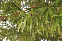 Podocarpus macrophyllus
