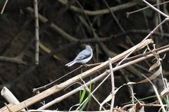 Motacilla clara
