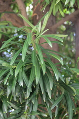 Podocarpus macrophyllus