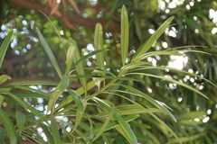 Podocarpus macrophyllus