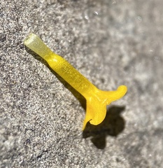 Amsinckia lycopsoides