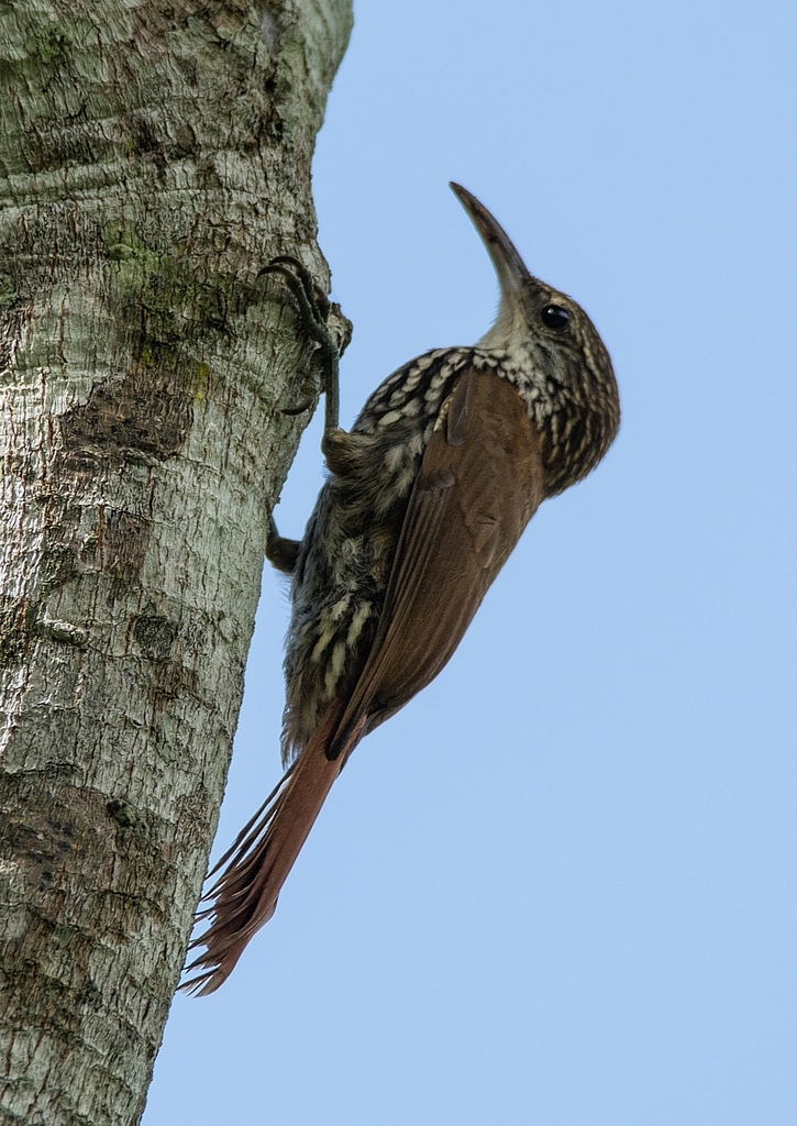 Scaled Woodcreeper photo