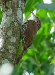 Lepidocolaptes squamatus