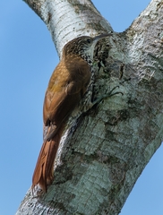 Lepidocolaptes squamatus