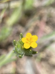 Amsinckia lycopsoides