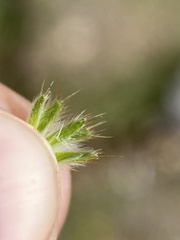 Amsinckia lycopsoides