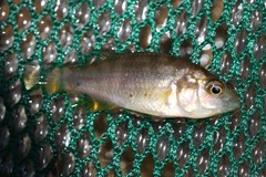 Astatotilapia