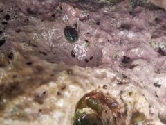 Smaragdinella calyculata