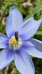 Acmaeodera tubulus