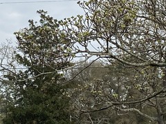 Cornus florida