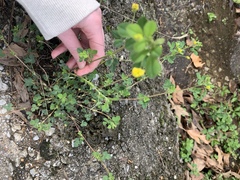 Medicago lupulina