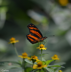 Eresia phillyra phillyra