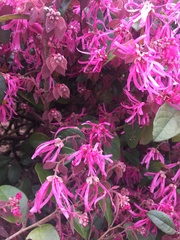 Loropetalum