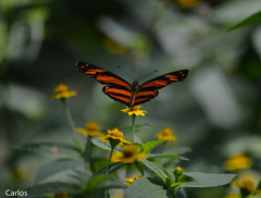 Eresia phillyra phillyra