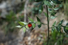 Ruscus aculeatus