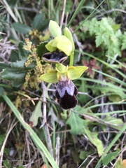 Ophrys fusca