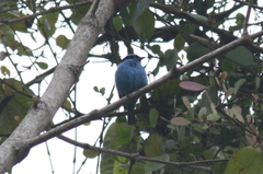 Dacnis hartlaubi