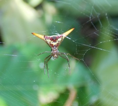 Micrathena militaris