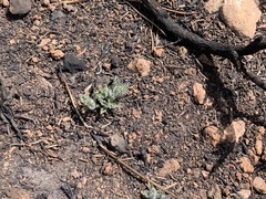 Teucrium pseudochamaepitys
