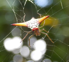 Micrathena militaris