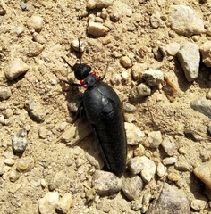 Physomeloe corallifer