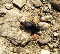 Physomeloe corallifer