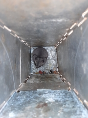 Nothocricetulus migratorius