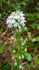 Lobelia homophylla