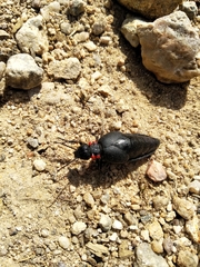 Physomeloe corallifer