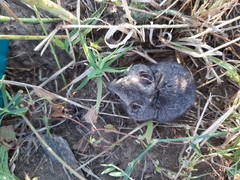 Nothocricetulus migratorius