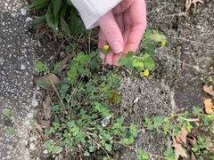 Medicago lupulina