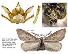 Glaucina nota