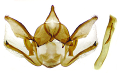 Glaucina nota