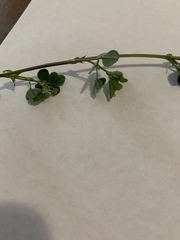 Medicago lupulina