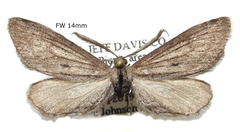 Glaucina nota