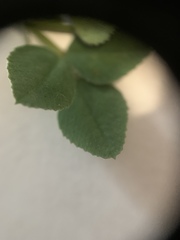 Medicago lupulina