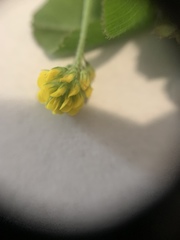 Medicago lupulina