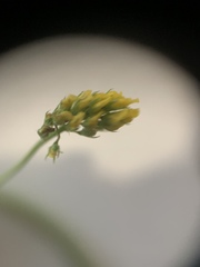 Medicago lupulina