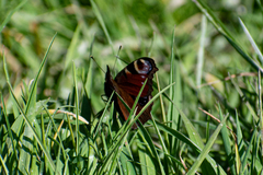 Aglais io