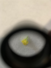 Medicago lupulina