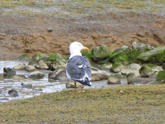 Larus fuscus
