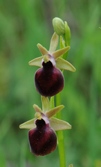 Ophrys helenae
