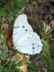 Morpho polyphemus