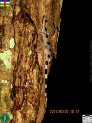 Hemidactylus coalescens