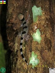 Hemidactylus coalescens