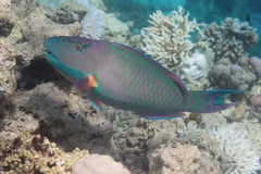 Cetoscarus ocellatus