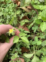 Potentilla indica