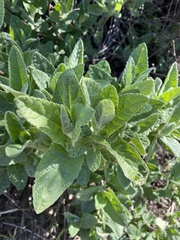 Lepechinia cardiophylla