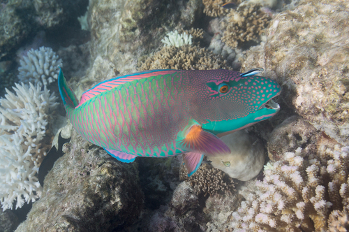 Spotted Parrotfish