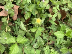 Potentilla indica